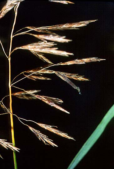 Claviceps purpurea
